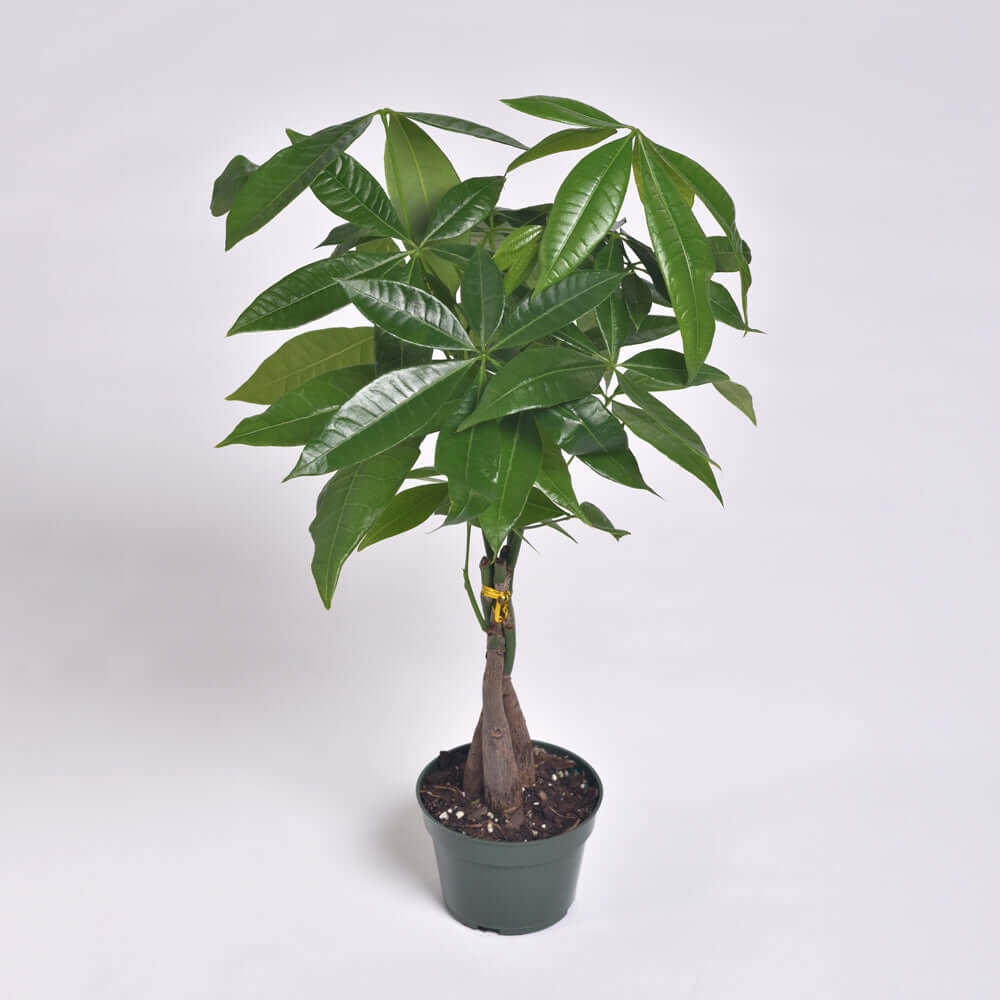 Gringo Tree Lucky Braided Money Tree Plant | The American Gringo