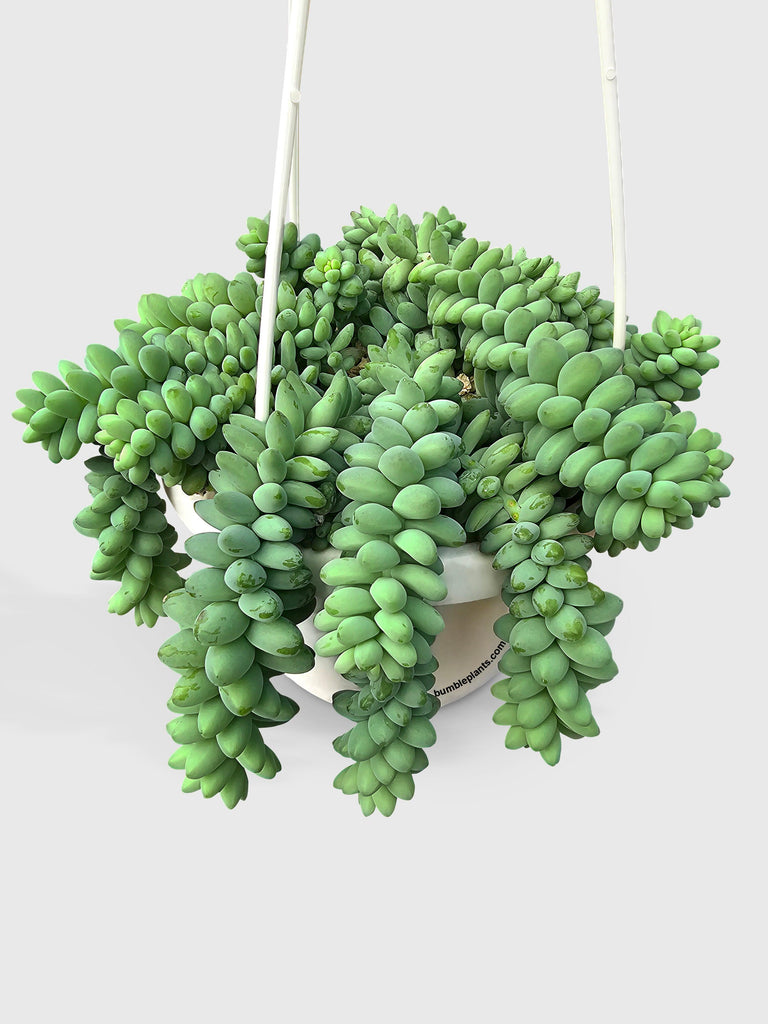 Sedum Donkey's Tail Succulent 2 inch / Plastic Pot
