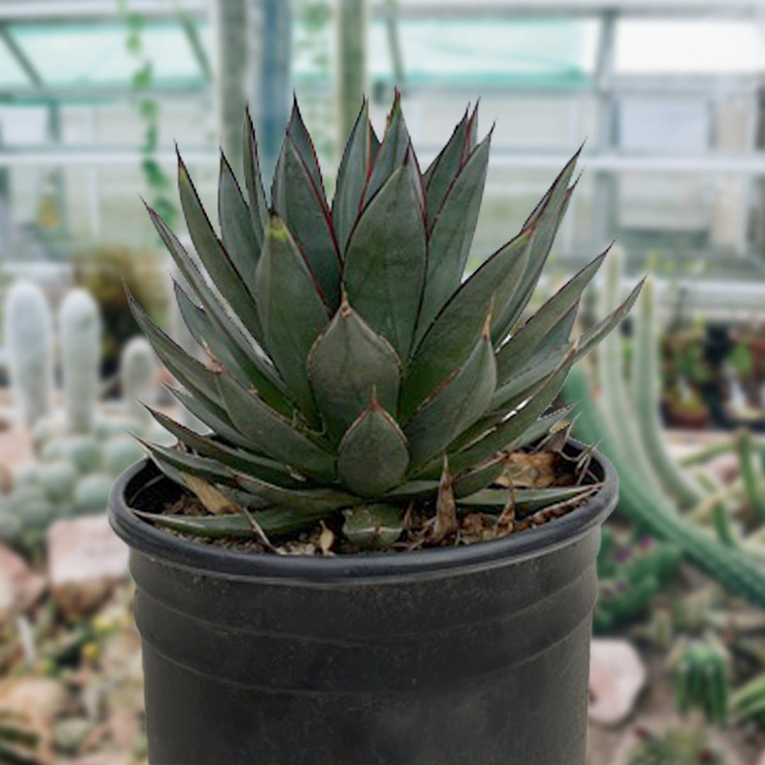 agave blue glow Agave 'Blue Glow' 15 Gal