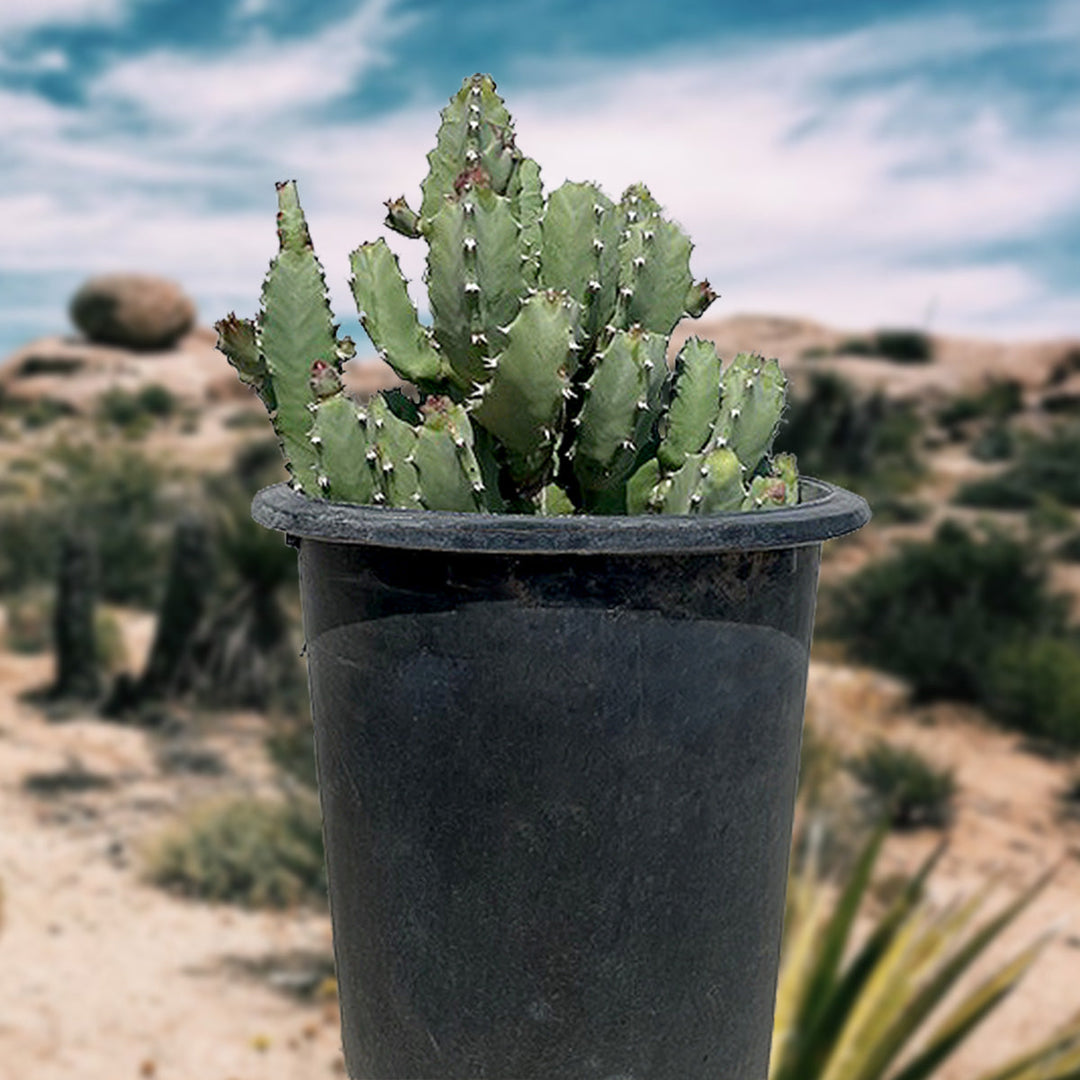 mounding succulents Moroccan Mound