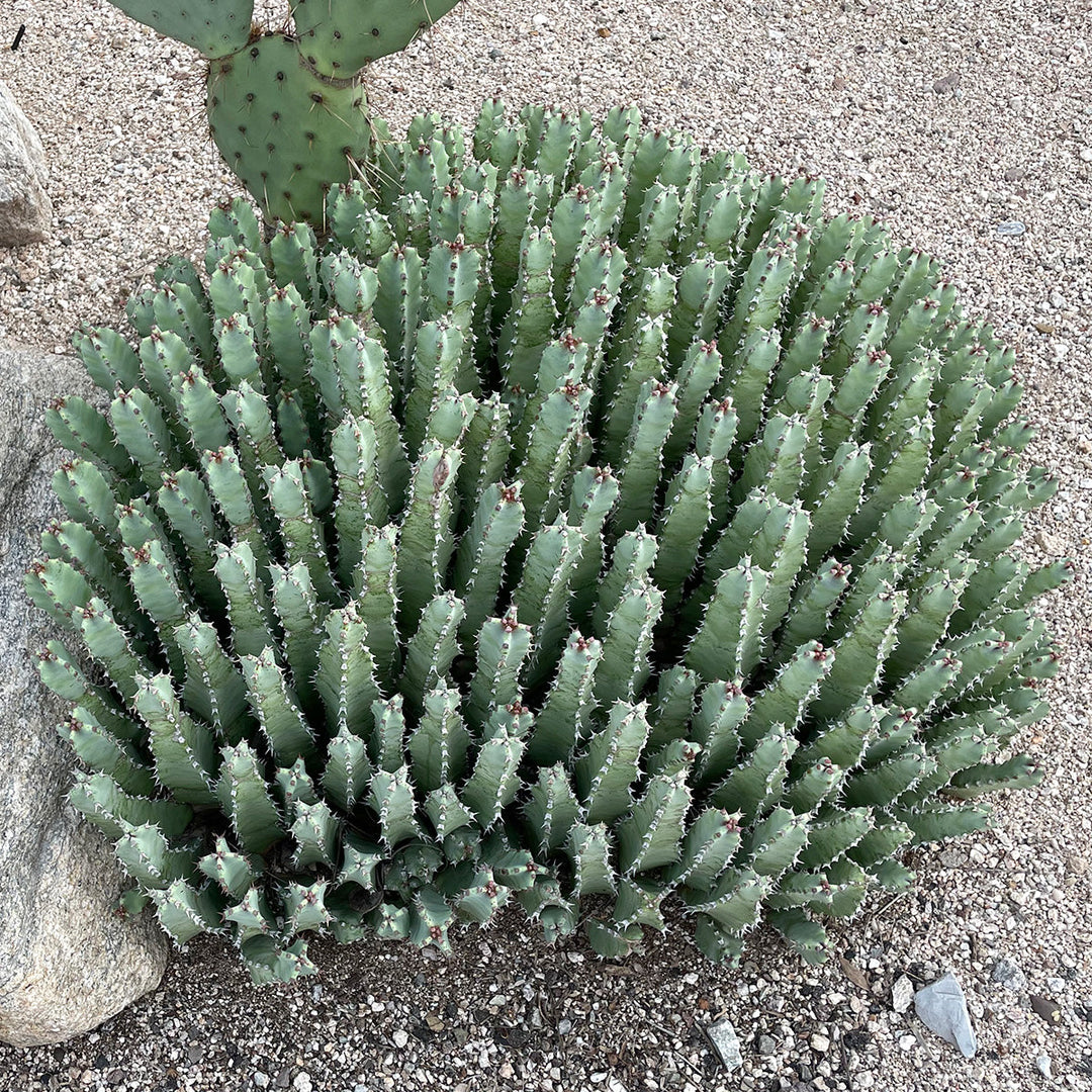 green mound succulent Moroccan Mound