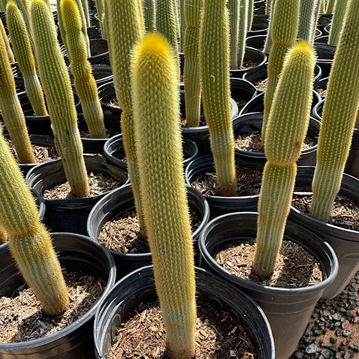 san pedro torch cactus buy Golden Torch Cactus 36"+