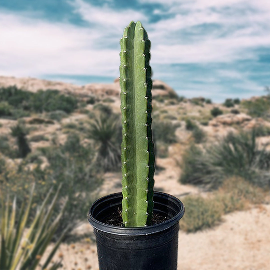 san pedro cactus vs peruvian apple cactus Peruvian Apple Cactus