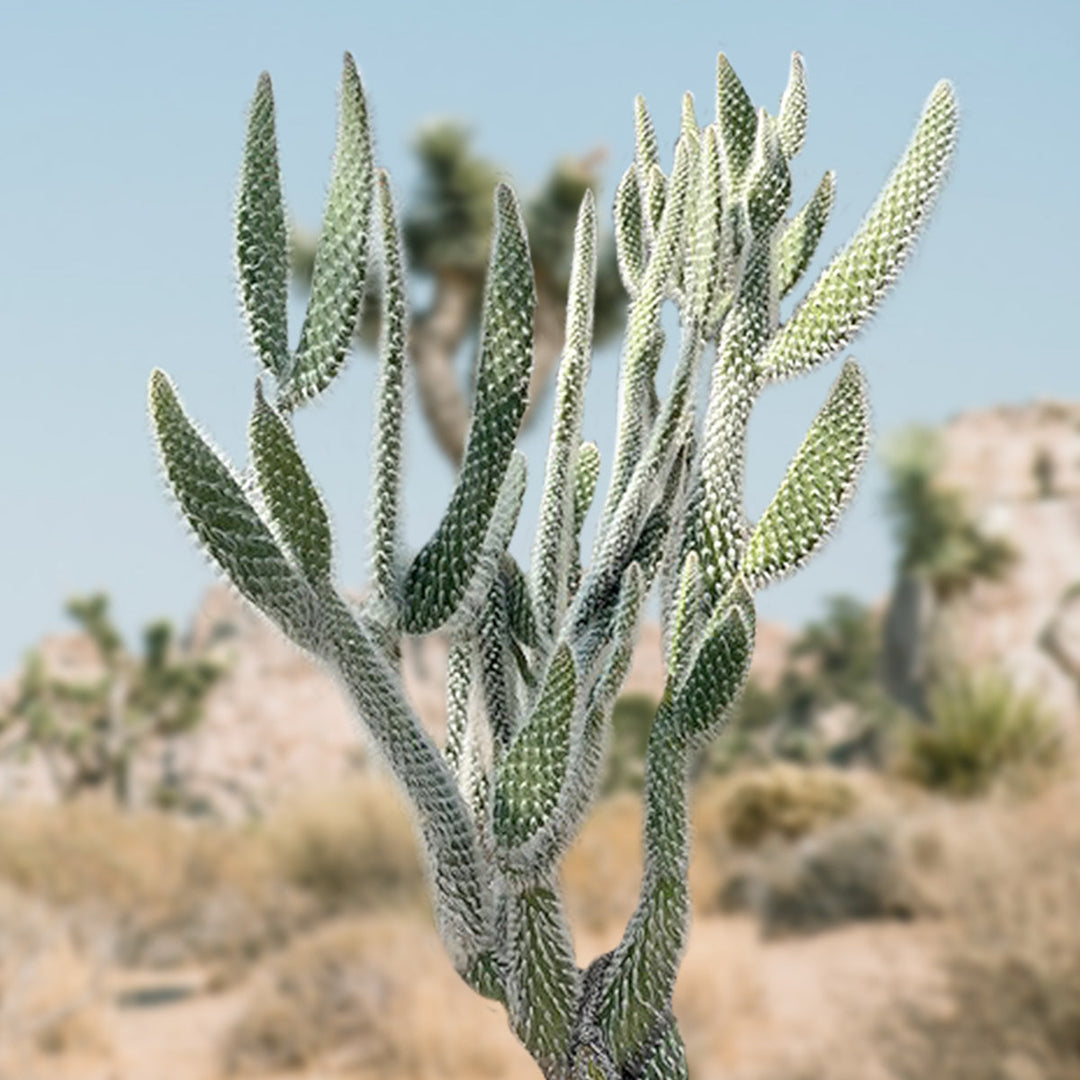 can prickly pear cactus survive snow Snow White" Prickly Pear