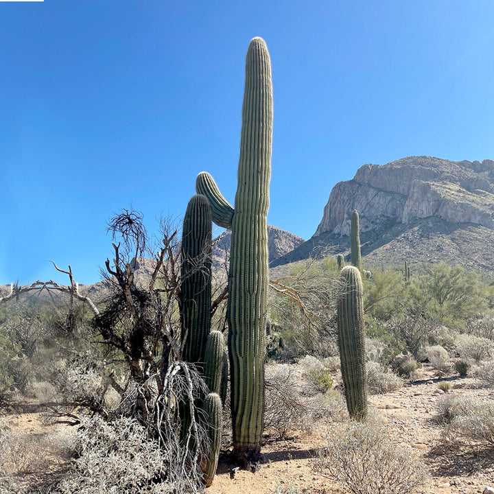Saguaro Cactus 6'