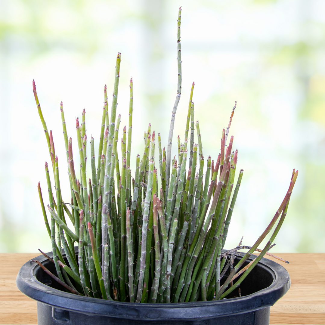 Candelilla 5 Gal