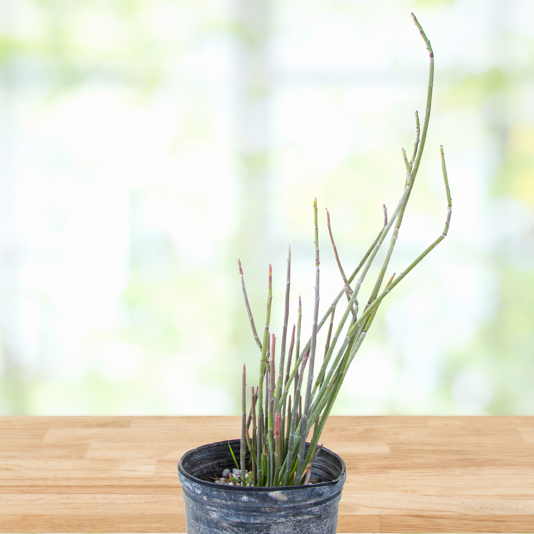 Candelilla 5 Gal
