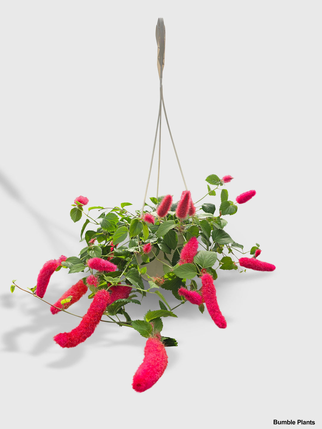 chenille plant indoors Chenille Acalypha Hispida 'Red Hot Cat's Tail'