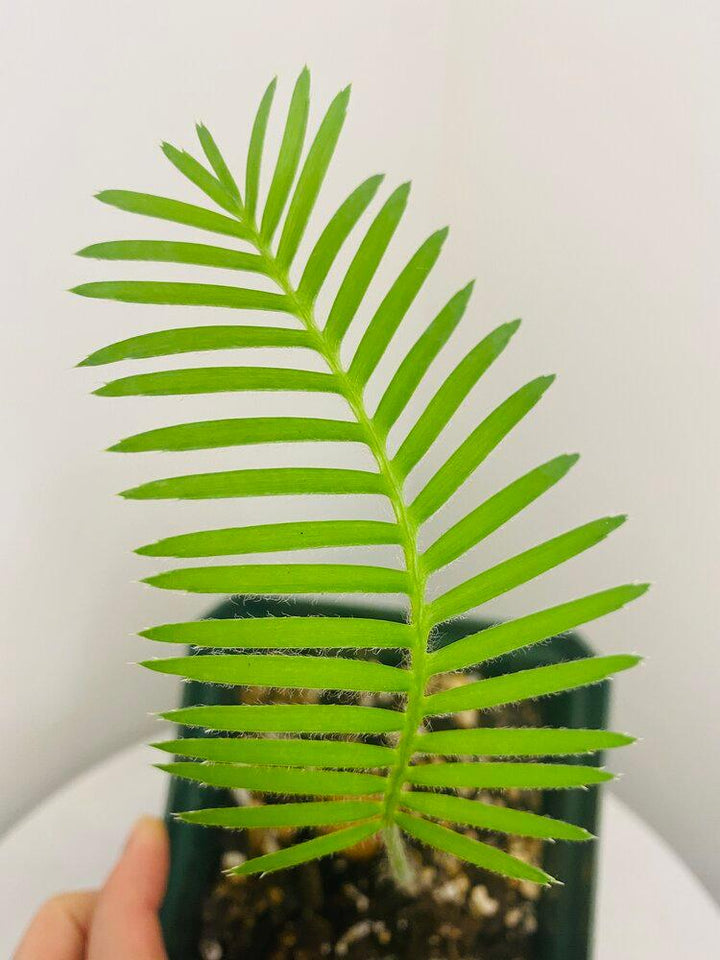 ディオーン エデューレ Dioon edule 20s Dioon Edule · Bumble Plants