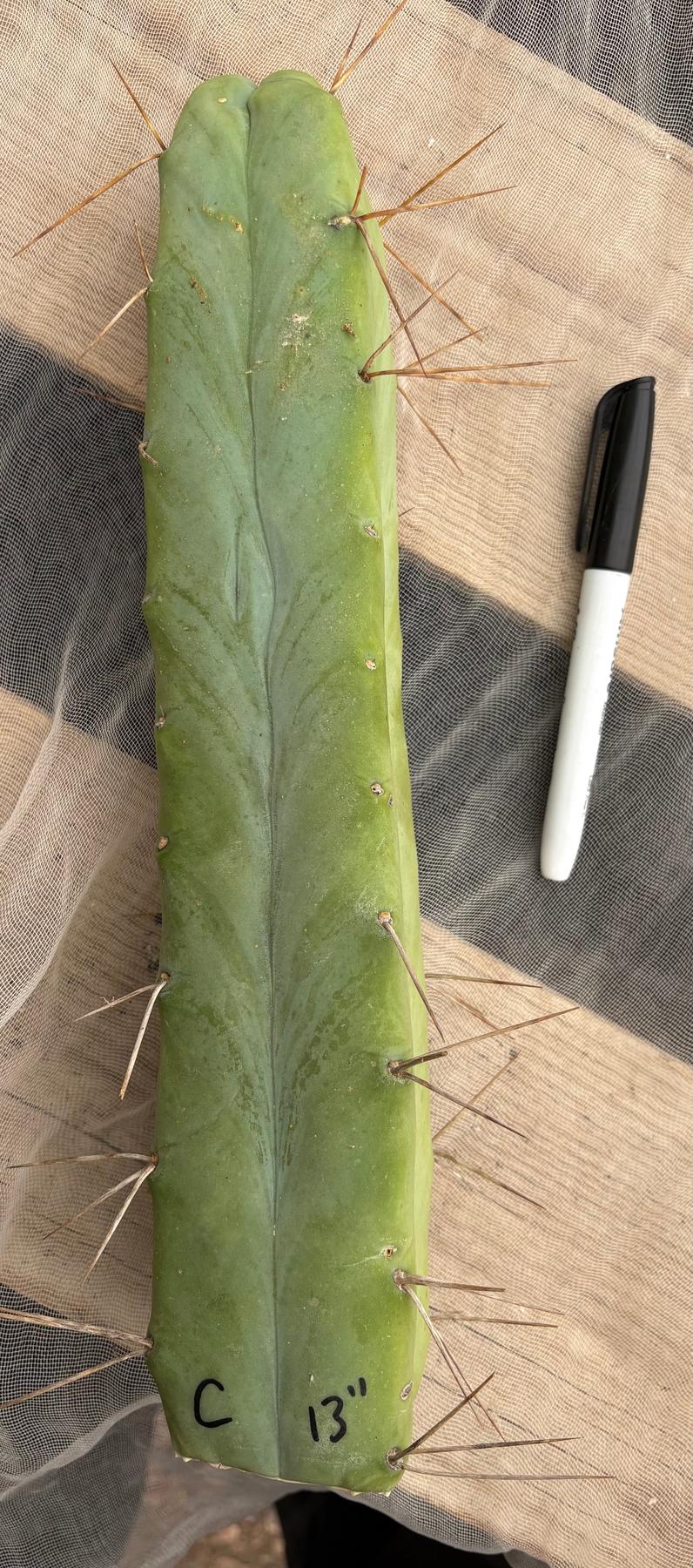 Ec09 #EC09 Trichocereus