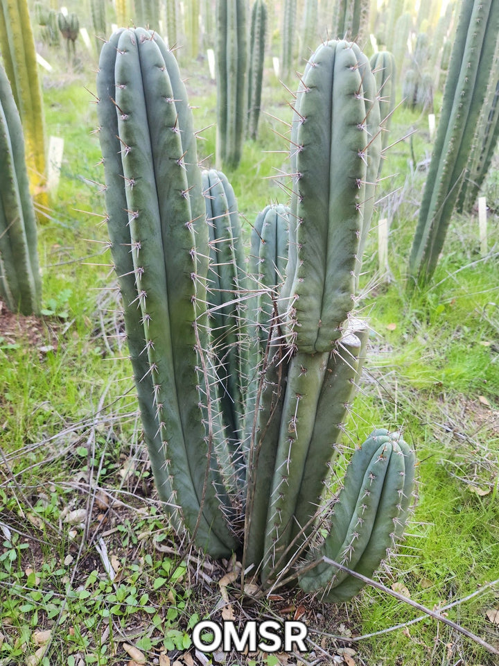 old san pedro cactus EC128 Trichocereus Peruvianus Old Man Stand OMS Ornamental Cactus Cutting &  Potted