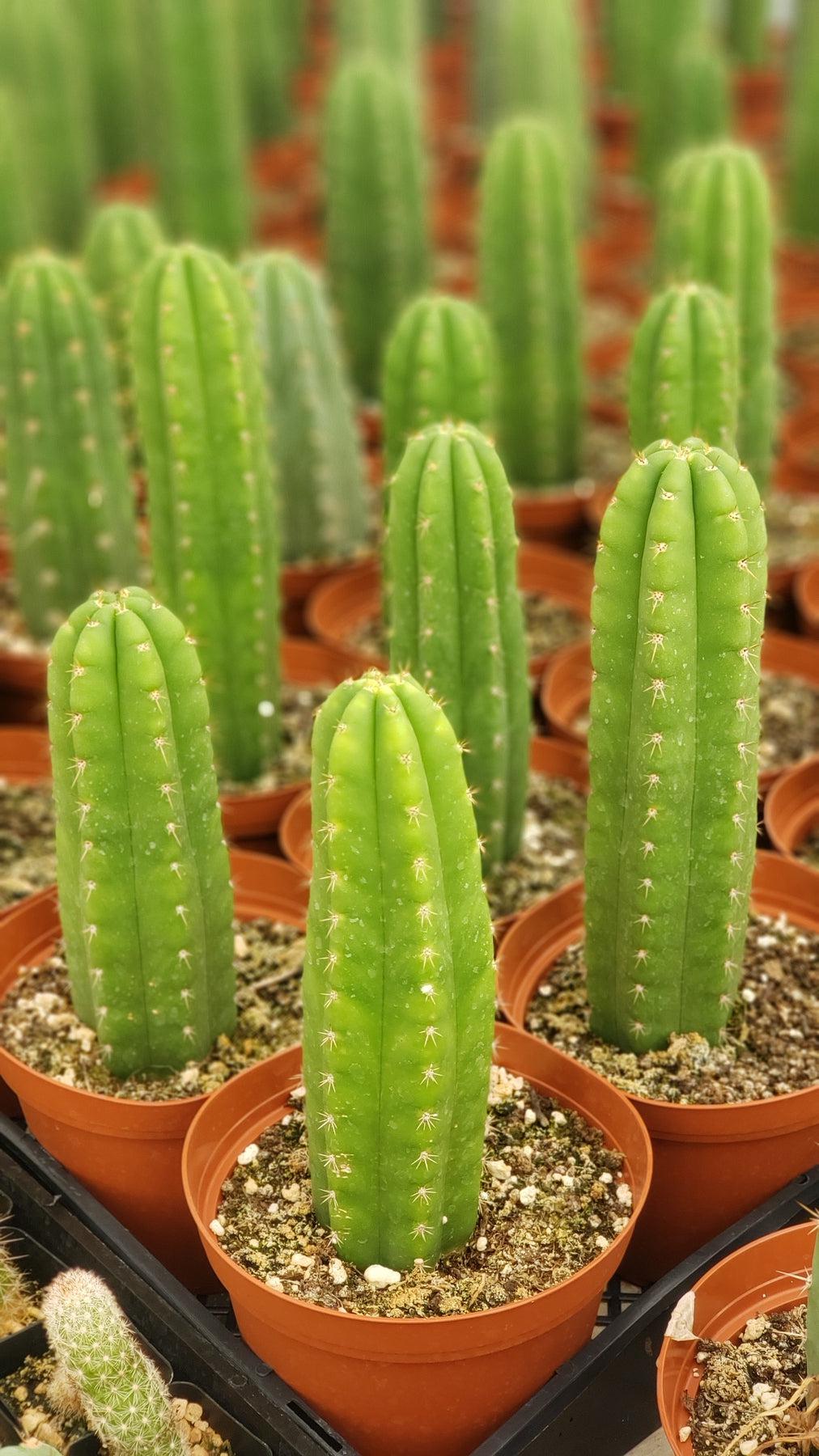 #EC13 EXACT Trichocereus Pachanoi #46 Cactus Potted & Cuttings Potted F 14
