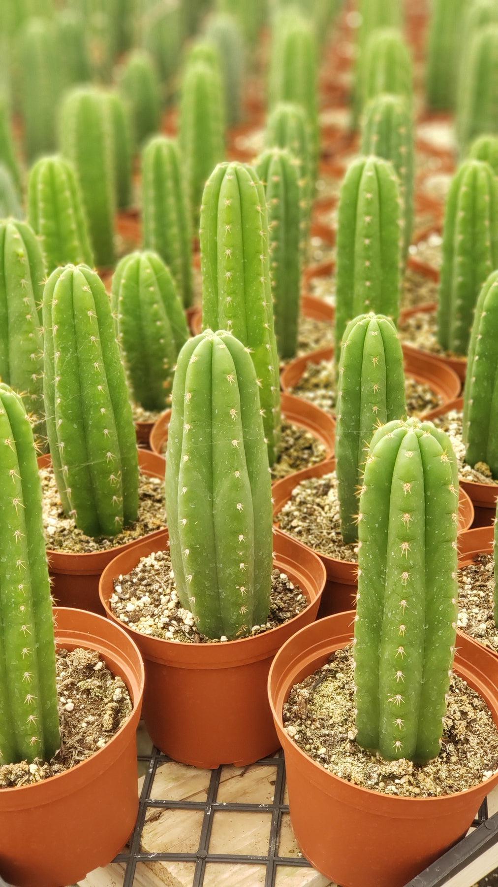 buy san pedro cactus cuttings EC13 EXACT Trichocereus Pachanoi #46 Cactus Potted & Cuttings