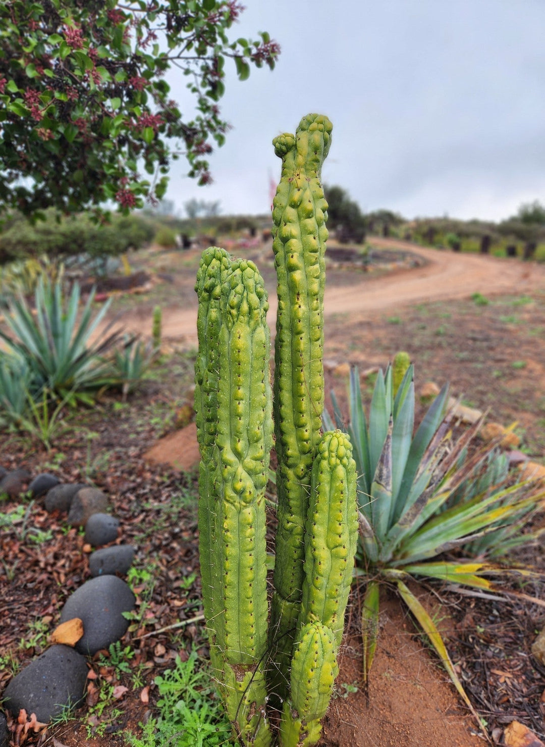 trichocereus pachanoi identifying san pedro cactus EC144 Trichocereus Pachanoi Monstrose TPM Cactus Cuttings