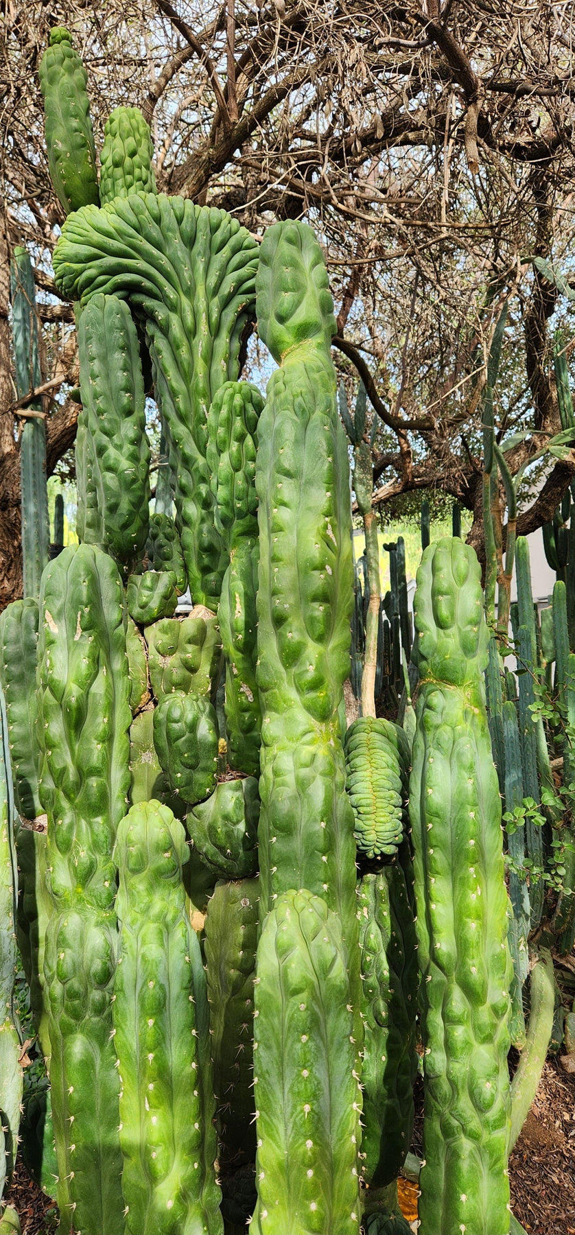 san pedro monstrose cactus #EC144 Trichocereus Pachanoi Monstrose TPM Cactus Cuttings Trichocereus Pachanoi Monstrose REVERT Cutting 8-10"