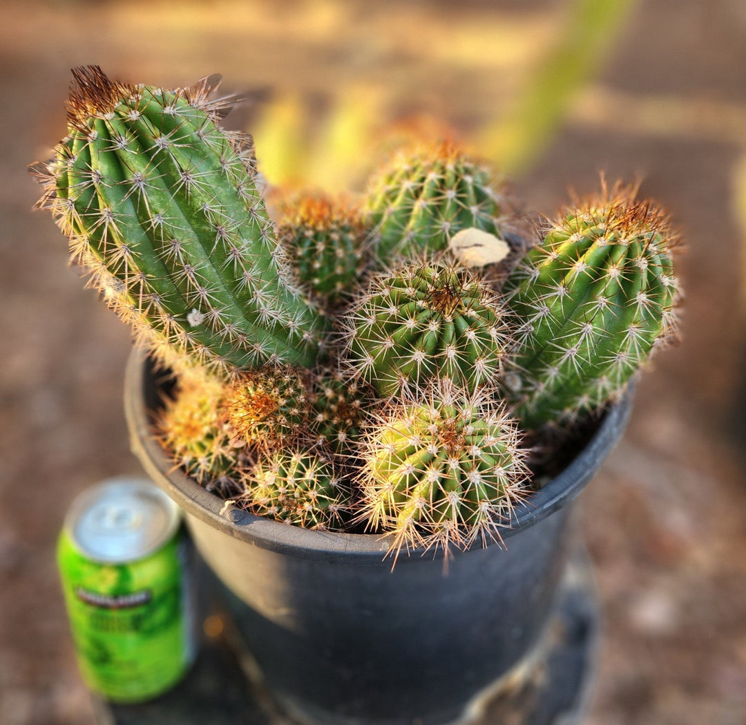 EC16 EXACT Trichocereus Hybrid Grandiflorus Cactus