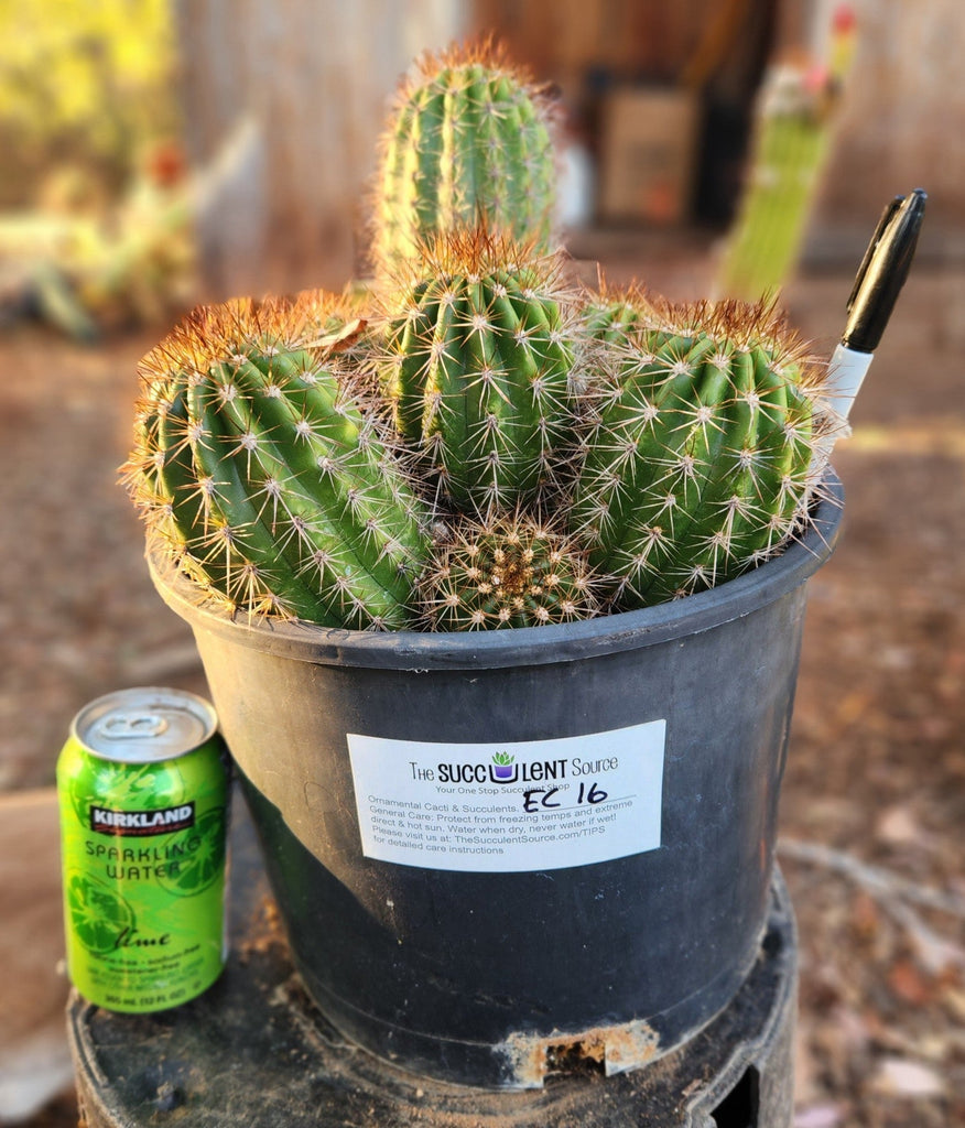 サンヨー Cacti EC379 EXACT Trichocereus Hybrid Anok X SS02 Cactus Cutting 7-8