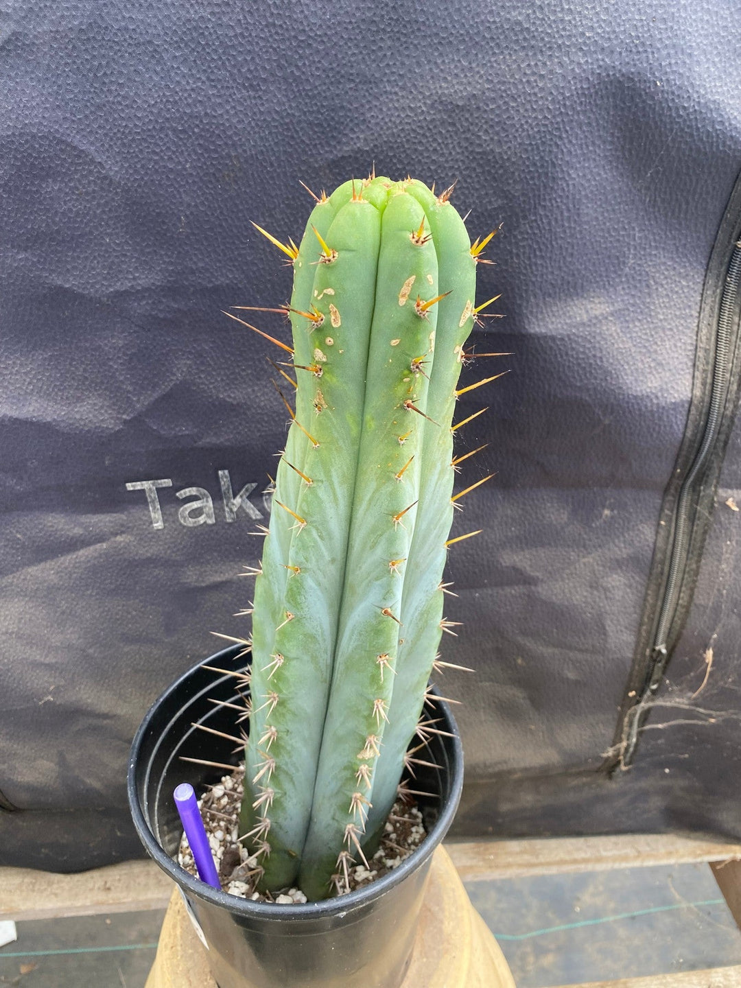 EC171 EXACT Trichocereus Peruvianus OMS Ornamental Cactus 14”