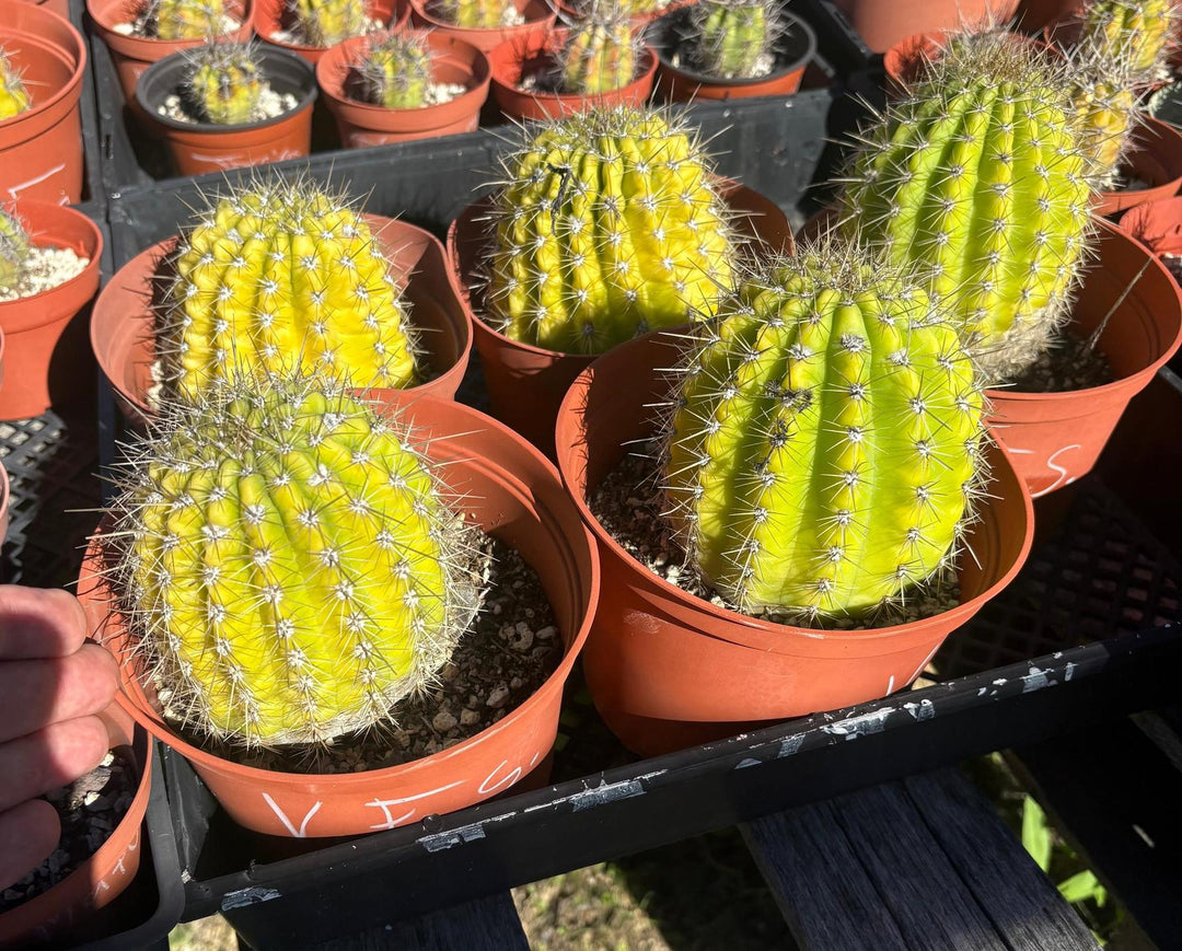 flying saucer plant EC194 Trichocereus Grandiflorus "Flying Saucer" Cactus Cuttings & Potted 5-10”