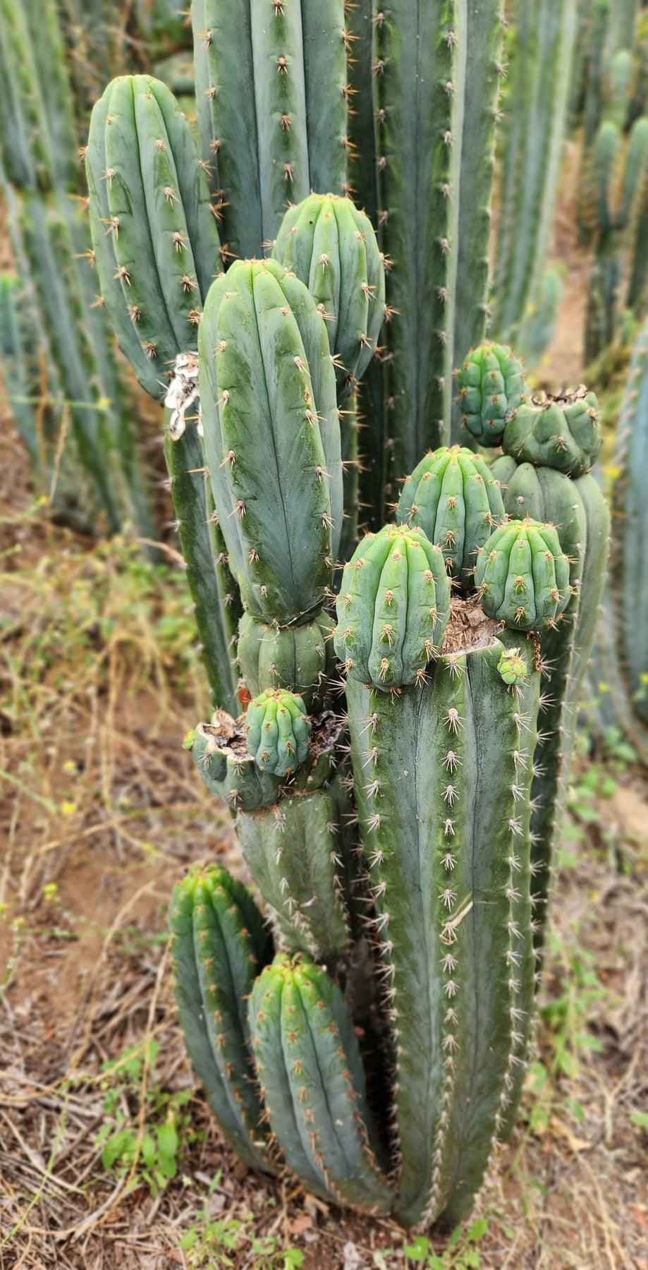 buy san pedro cactus cuttings #EC196 EXACT Trichocereus Peruvianus Rancho Ornamental Cactus Cuttings and Potted Trichocereus Peruvianus Rancho 12-14" Cutting