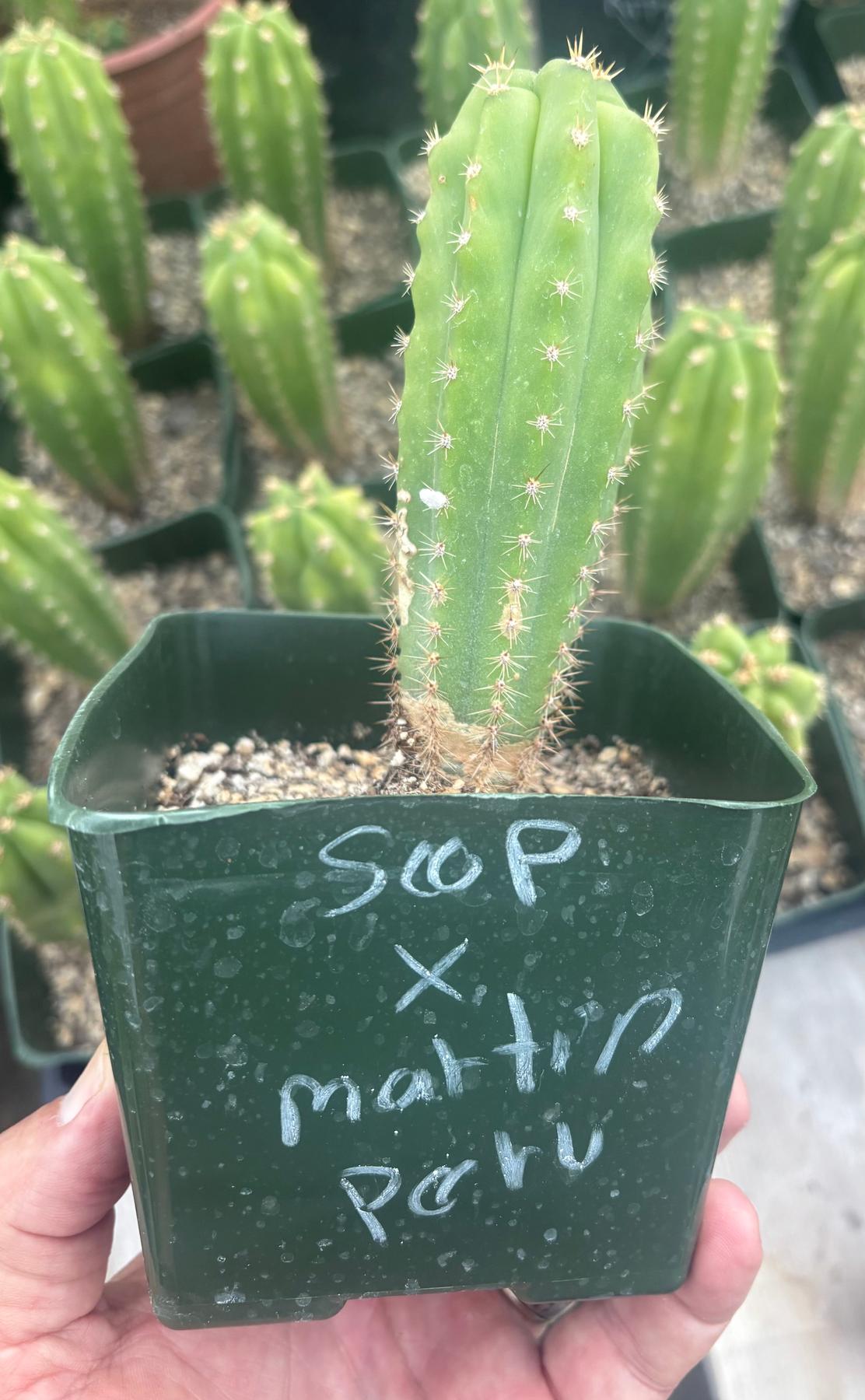 Peruvian Martin #EC206 Trichocereus Hybrid Scop X Peruvianus Martin Cactus Seedling