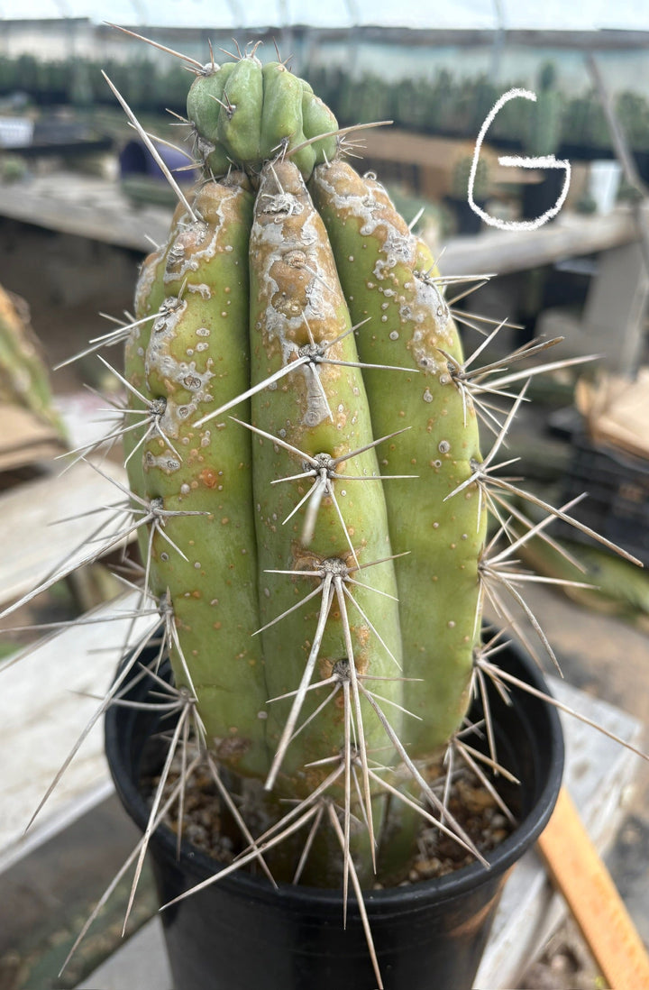 EC210 Trichocereus Misfits Potted in 1 gallon Containers