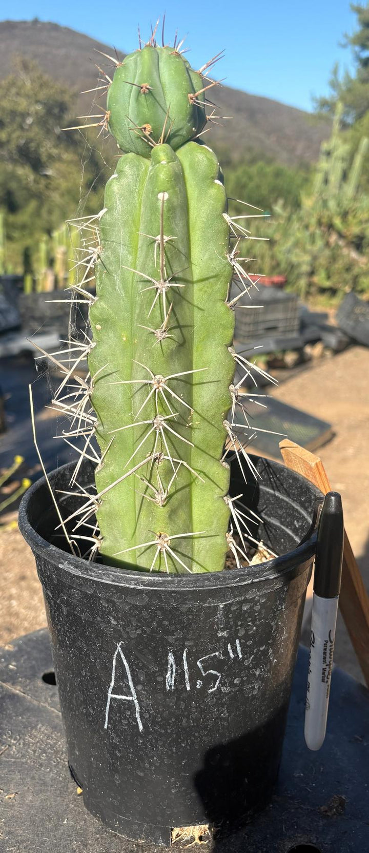 EC210 Trichocereus Misfits Potted in 1 gallon Containers