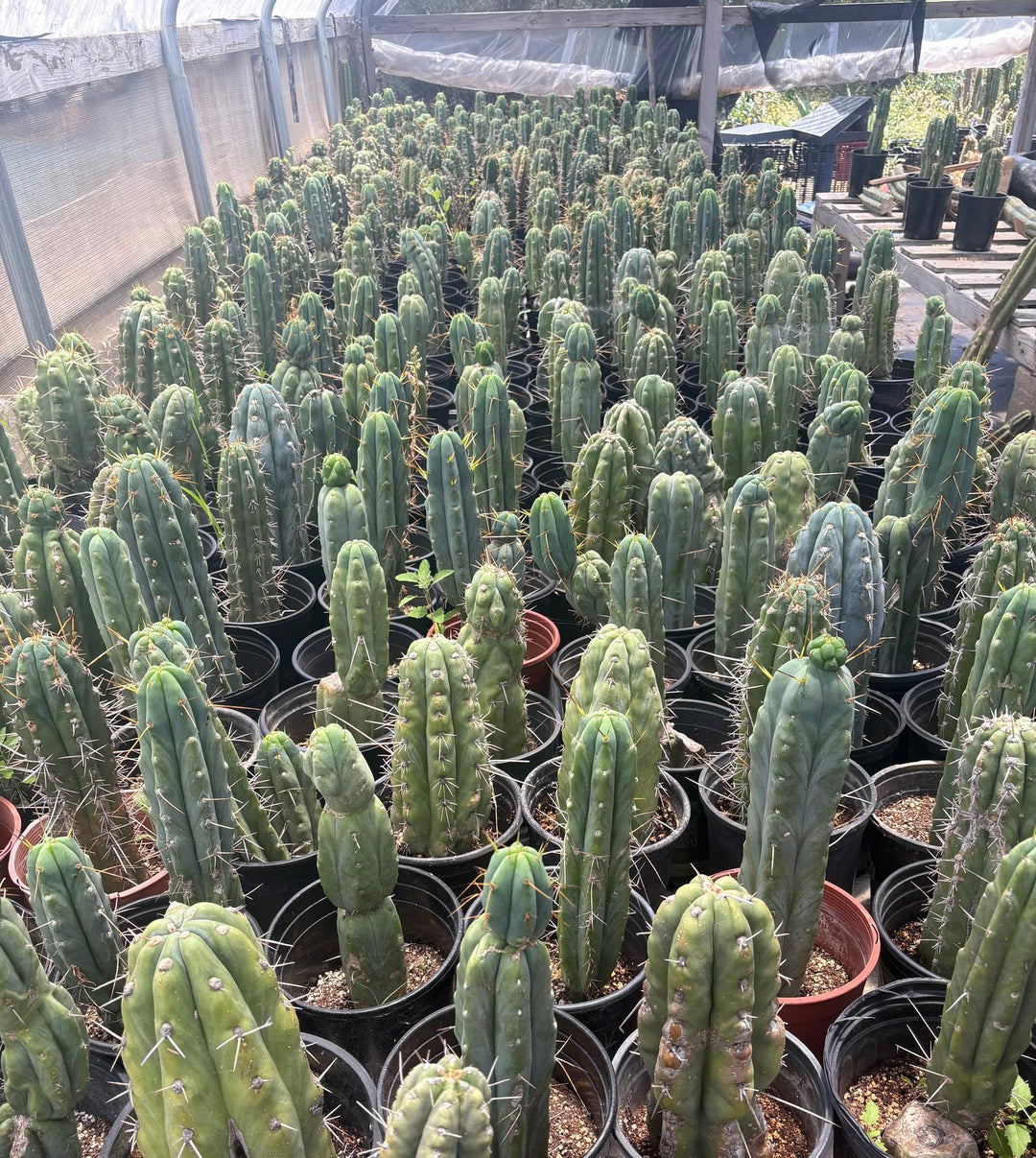 EC210 Trichocereus Misfits Potted in 1 gallon Containers