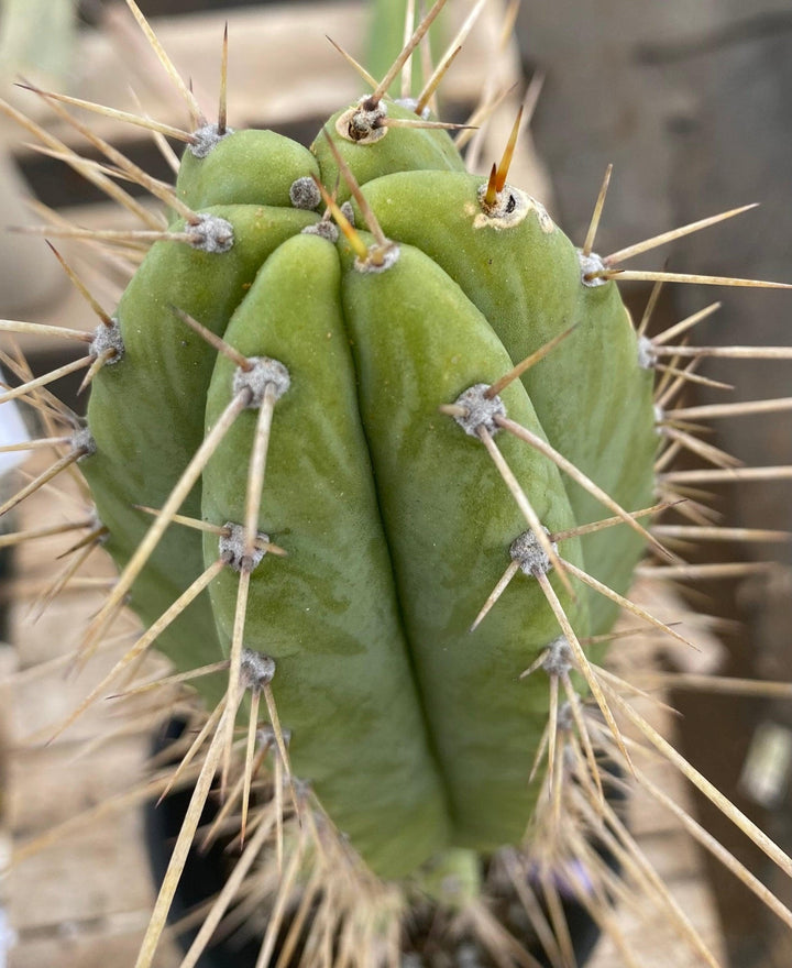 cactus trichocereus EC244 EXACT Trichocereus Ornamental Cactus 14.5
