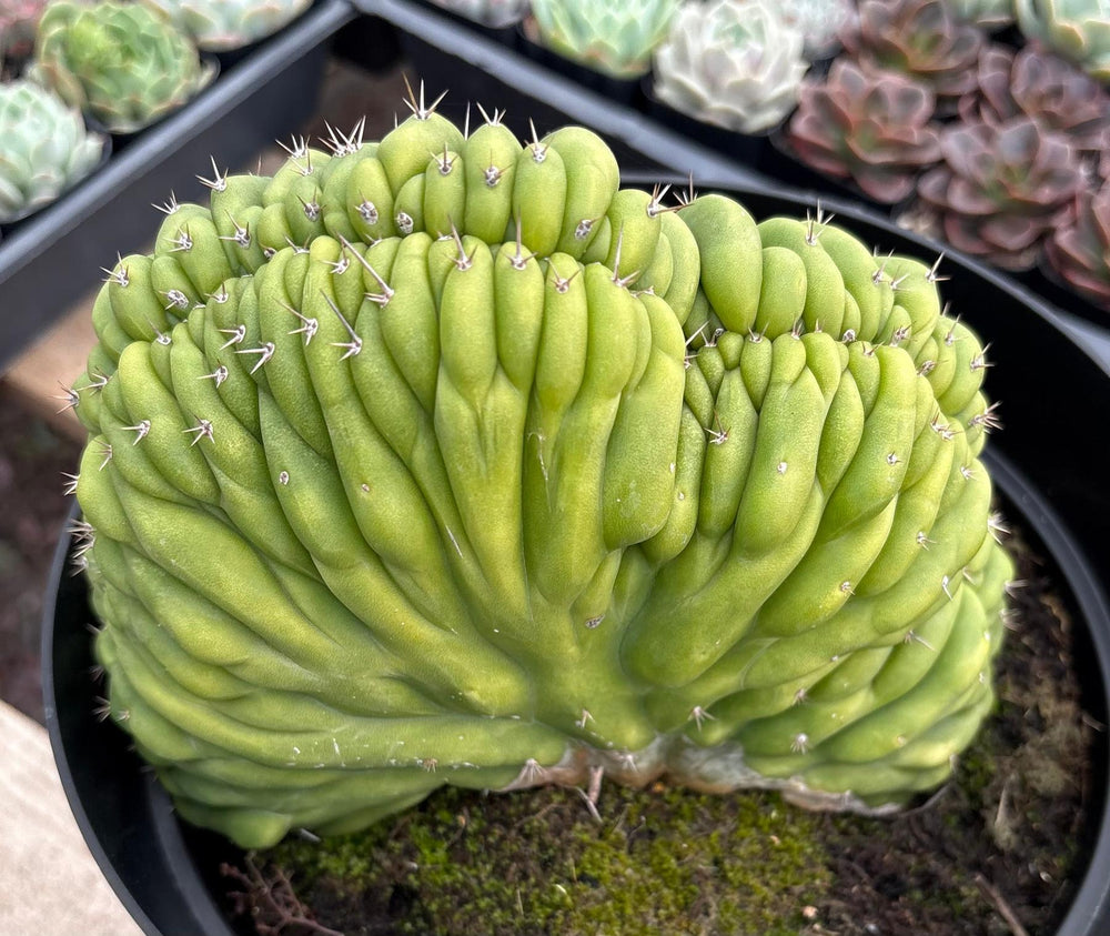 EC264 EXACT Trichocereus Pachanoi Crested San Pedro Cactus