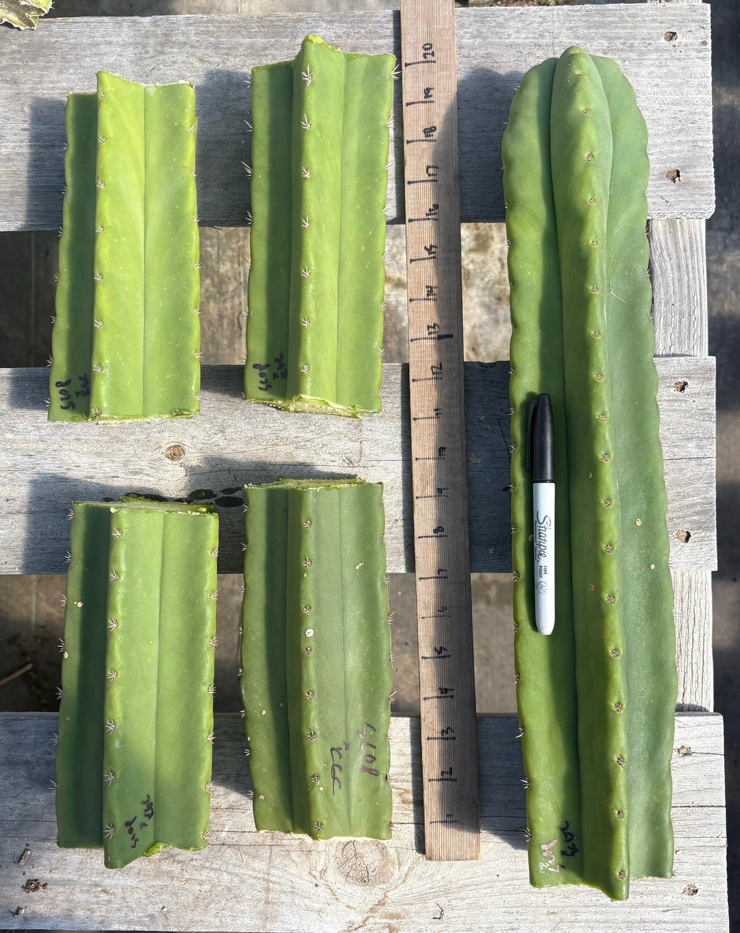 san pedro cactus cuttings for sale EC314 EXACT Trichocereus Hybrid Scopulicola X Bridgesii KGC Cactus Cuttings