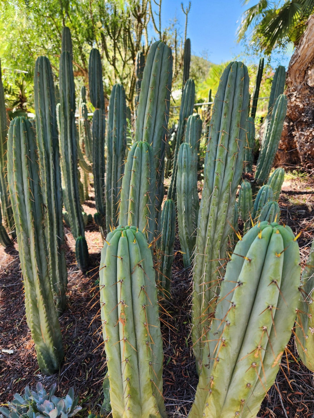 #EC32 EXACT Trichocereus Bridgesii Jada Beyond Cactus Cuttings Bridgesii Jada Cutting 7-8"