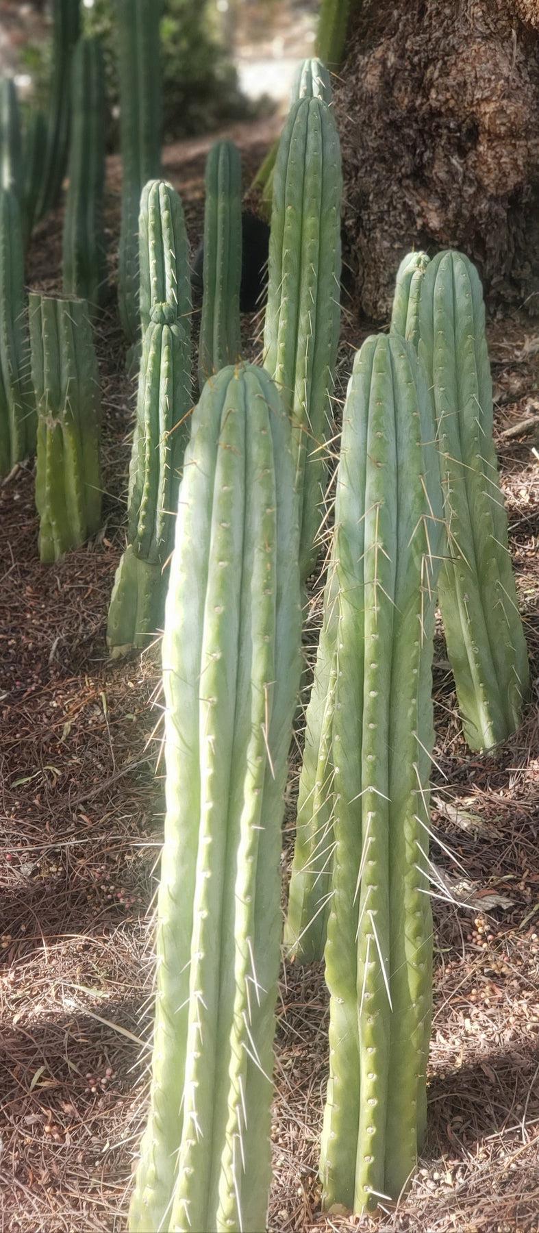 bridgesii cactus #EC32 EXACT Trichocereus Bridgesii Jada Beyond Cactus Cuttings Bridgesii Jada Cutting 7-8
