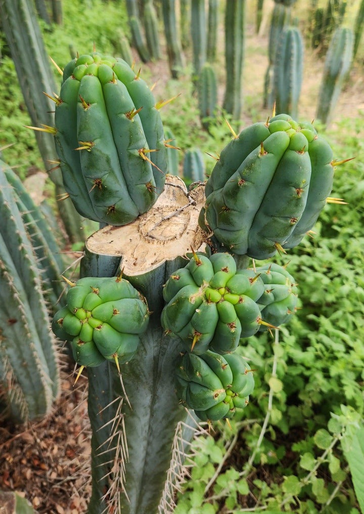jada plant #EC32 EXACT Trichocereus Bridgesii Jada Beyond Cactus Cuttings Bridgesii Jada Cutting 7-8"