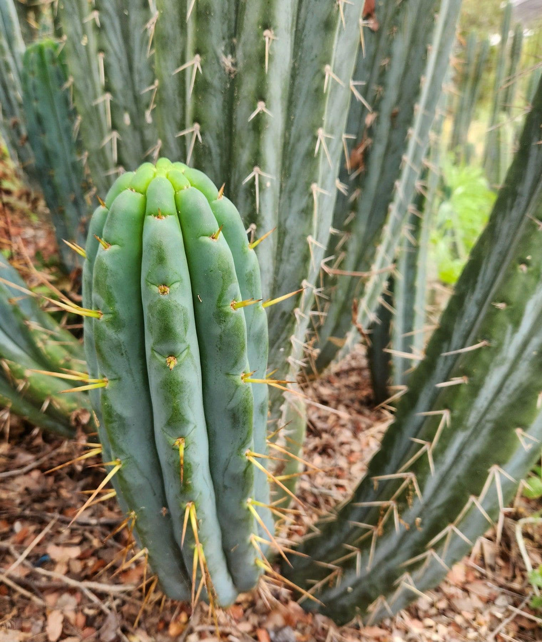 cactus trichocereus bridgesii #EC32 EXACT Trichocereus Bridgesii Jada Beyond Cactus Cuttings Bridgesii Jada Cutting 10-12