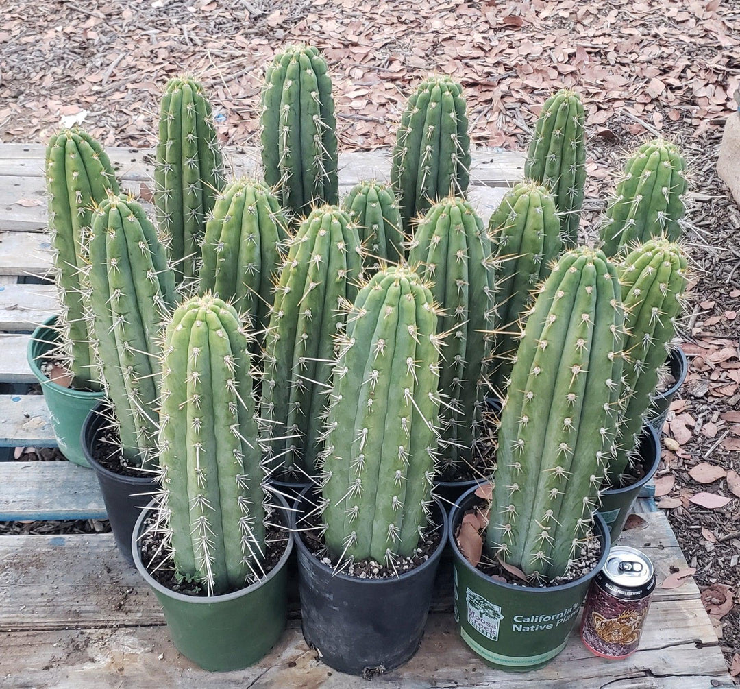 #EC53 EXACT Trichocereus Facebook Promo Cactus 12-14