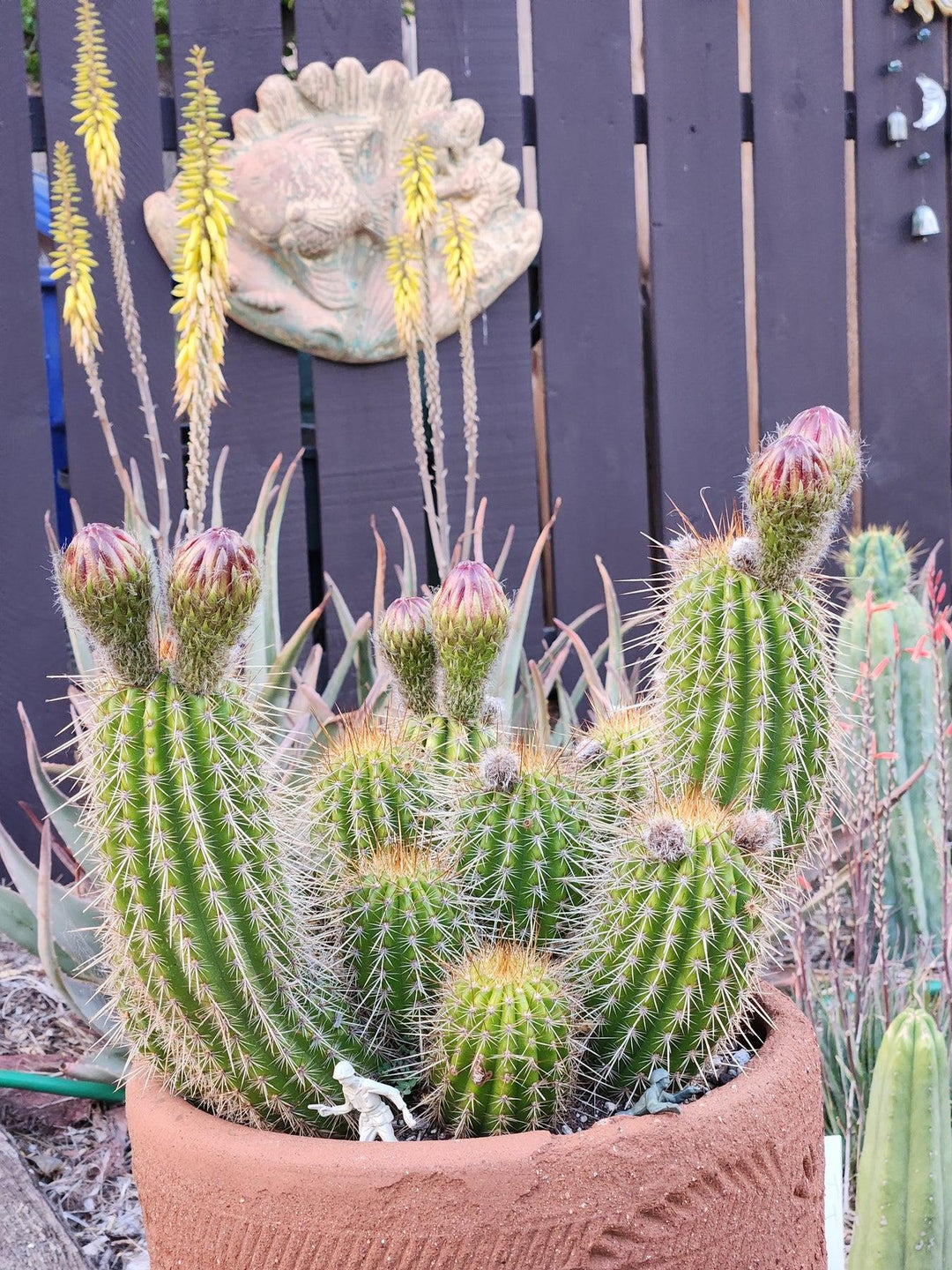 EC65 EXACT Tricholobivia Hybrid 