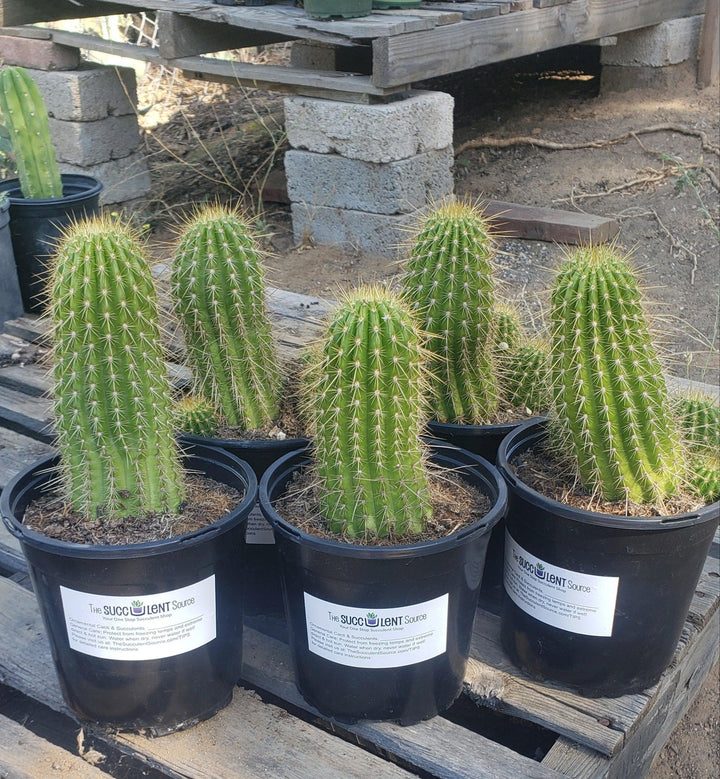 EC65 EXACT Tricholobivia Hybrid 