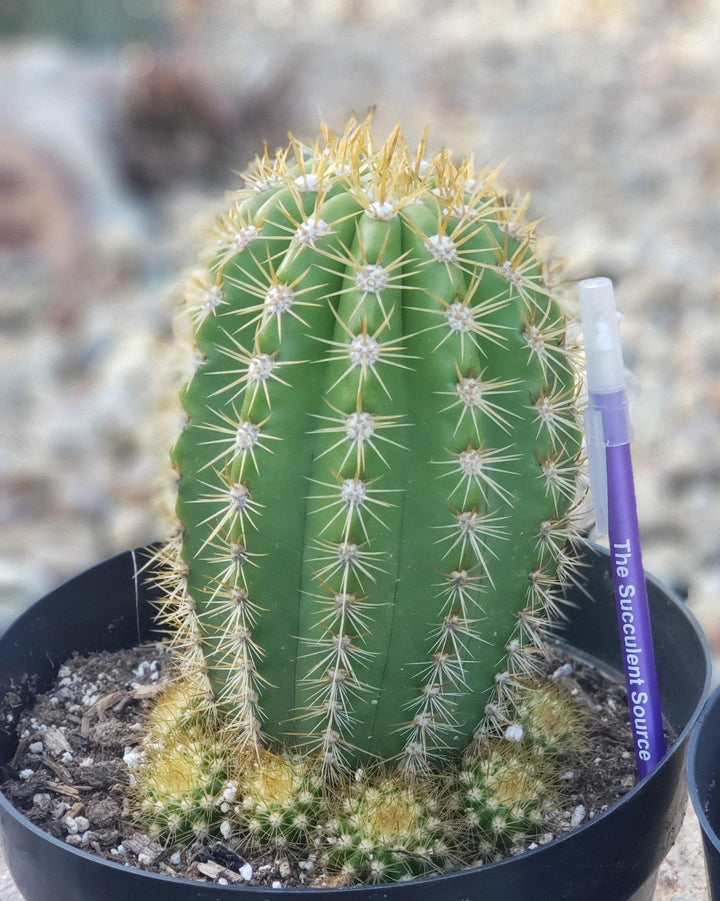 green goddess succulent #EC68 Trichocereus Sun Goddess Cactus