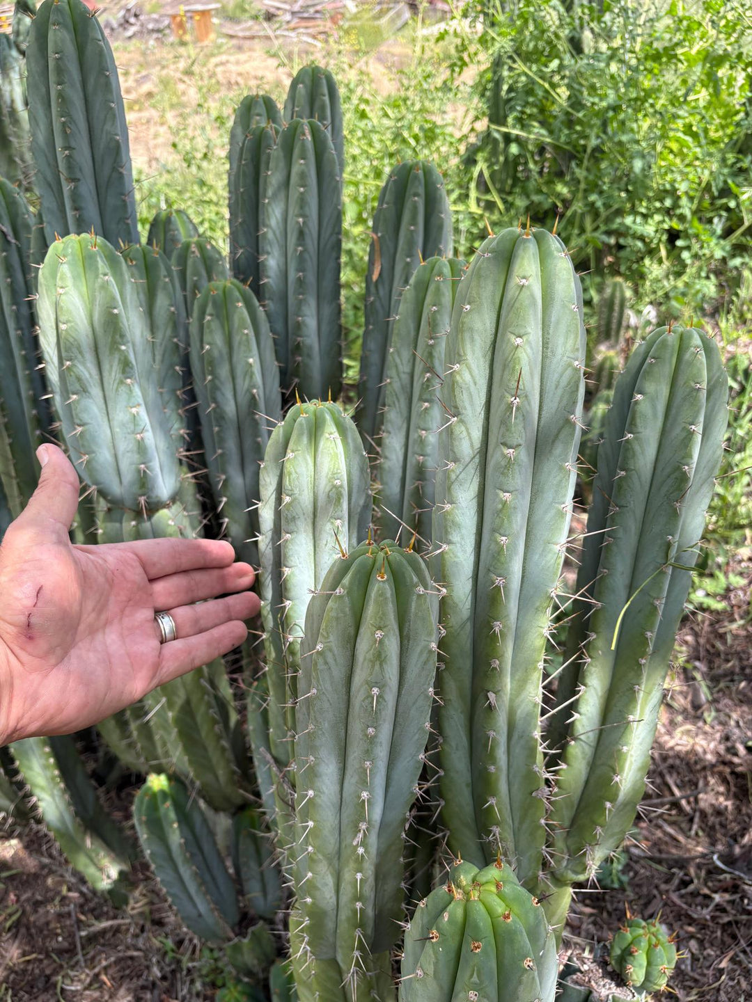 EC69 Trichocereus Peruvianus Victoria Cactus Cutting 7-8