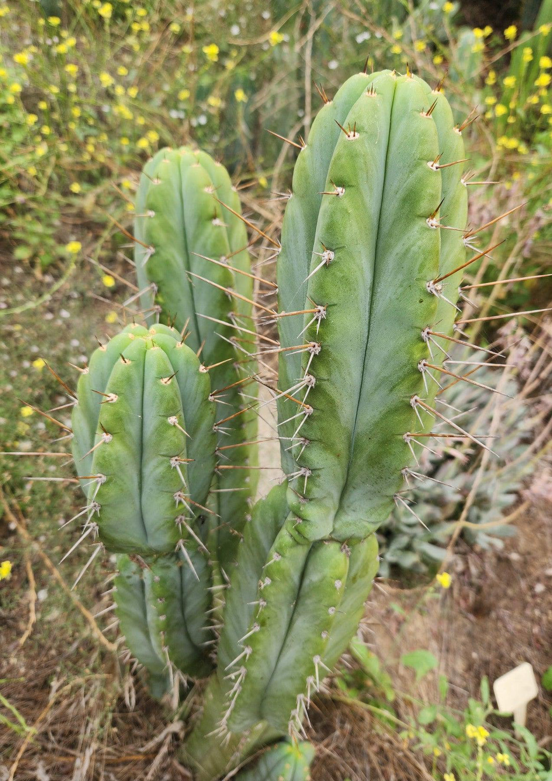 #EC69 Trichocereus Peruvianus Victoria Cactus Cutting 7-8