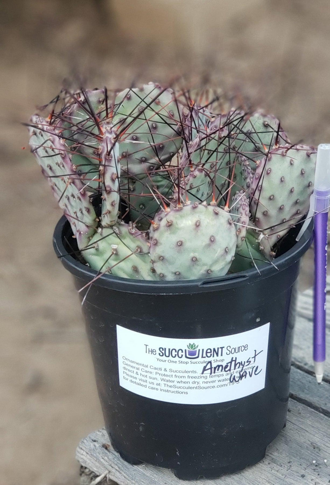 EC79 EXACT Opuntia Amethyst Wave Cactus