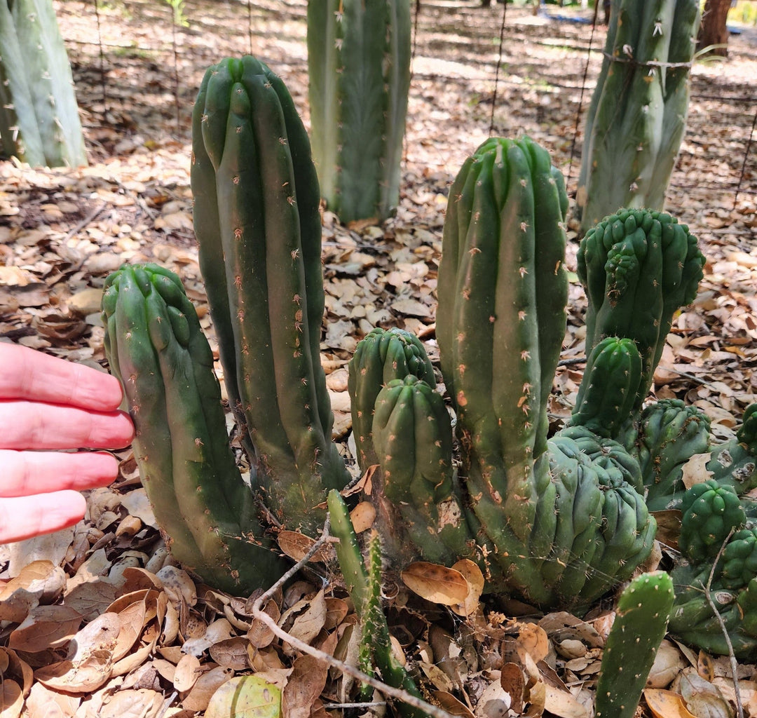 san pedro cactus crested EC93 EXACT Trichocereus Pachanoi San Pedro TPM Crested and Monstrose Cactus