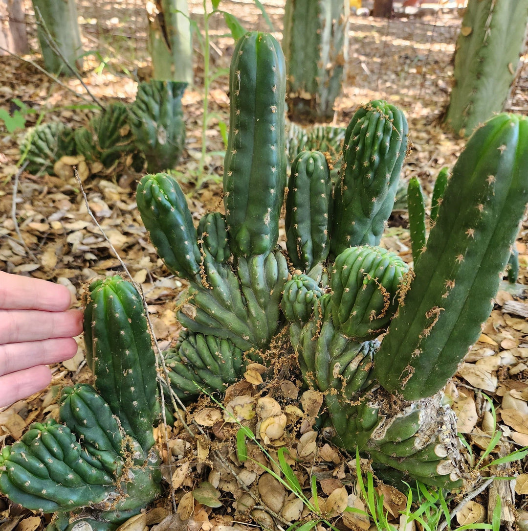 EC93 EXACT Trichocereus Pachanoi San Pedro TPM Crested and Monstrose Cactus
