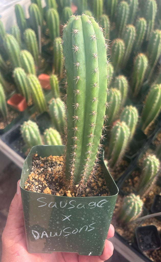 cactus peru #EC96 Trichocereus Hybrid Pachanoi Sausage X Peru Dawsons Cactus 6” approx