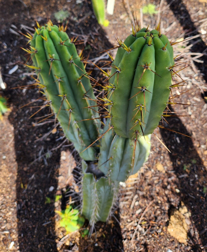 専用 1kg Trichocereus peruvianus /トップカット 専用 1kg Trichocereus peruvianus /トップカット Peruvian