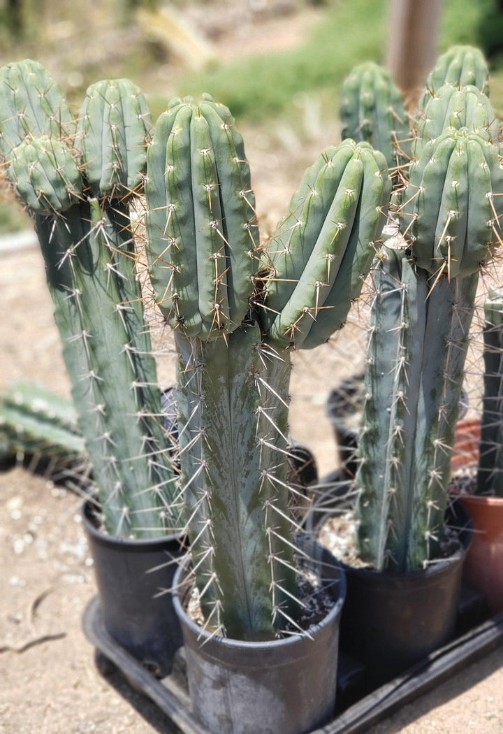 EC97-EXACT-Trichocereus-