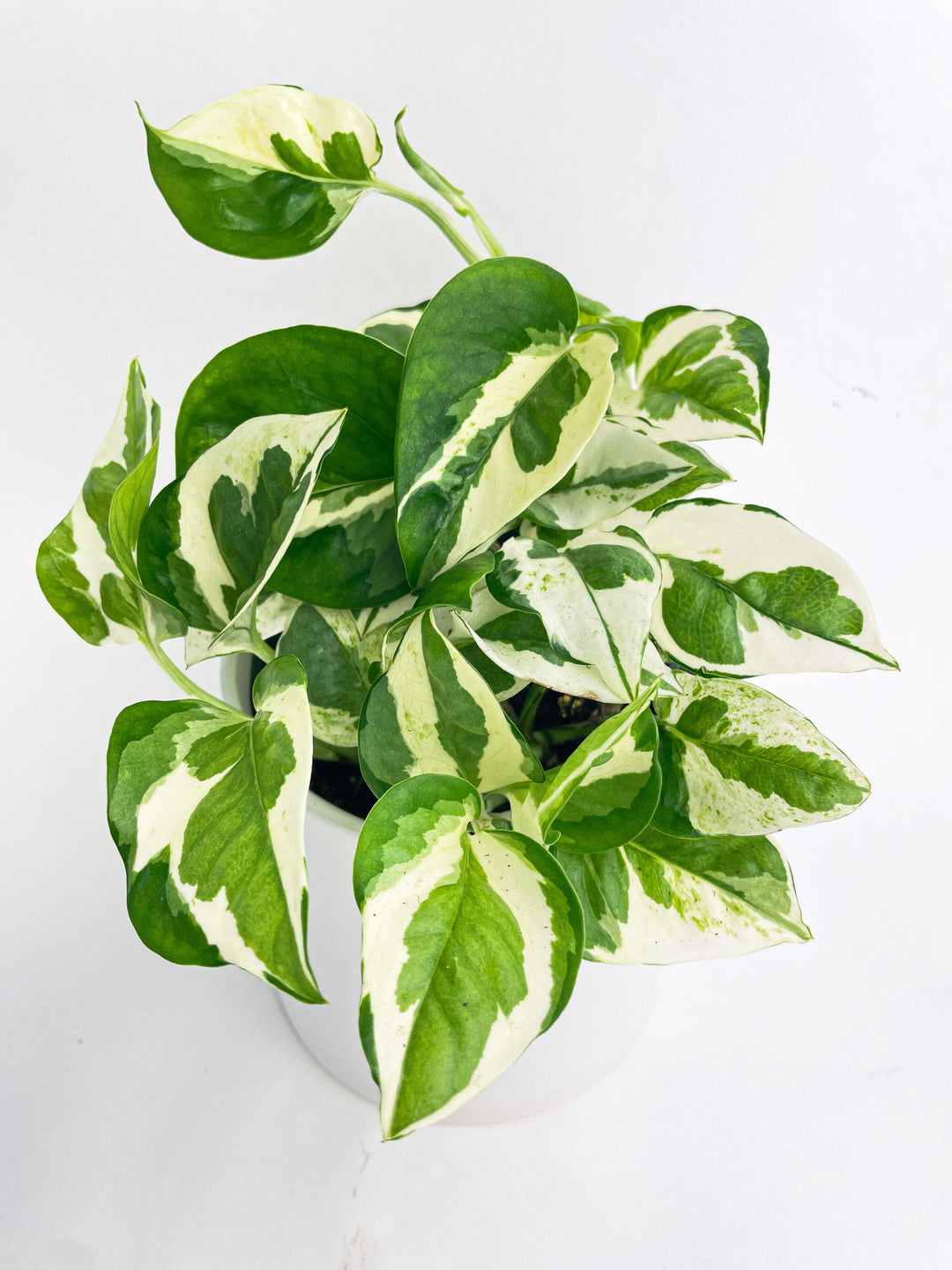 beaded pothos Epipremnum 'Pearls and Jade' Pothos Hybrid