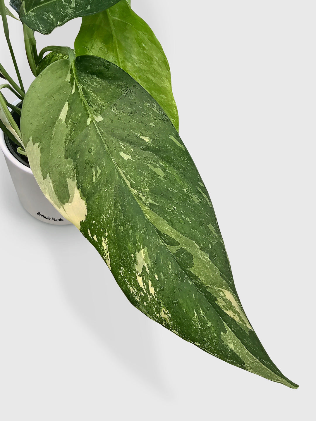 variegated cebu blue pothos Epipremnum Pinnatum Albo Variegata Cebu Blue