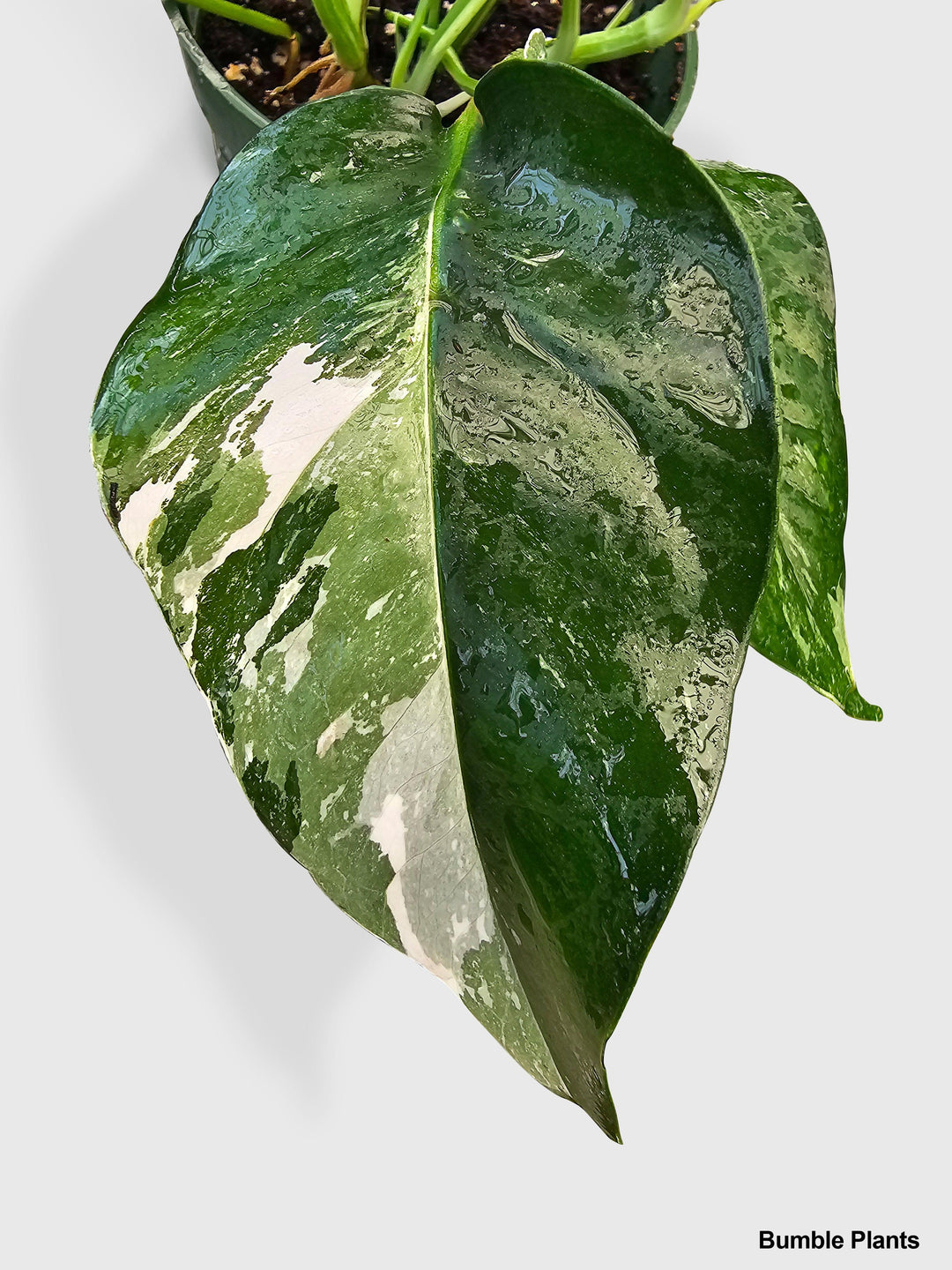 cebu blue variegata Epipremnum Pinnatum 'Cebu Blue' Variegated (wk51-S)
